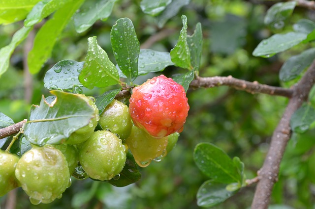 Acerola obrázok